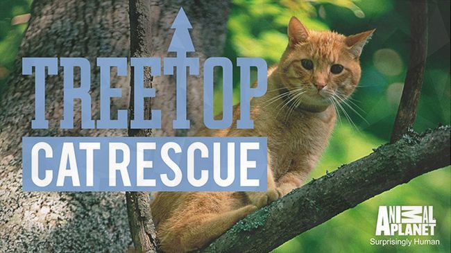 Gato Treetop temporada Rescate fecha 2 de liberación